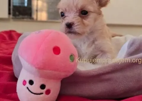 Havanski bišon štenci - 7/10