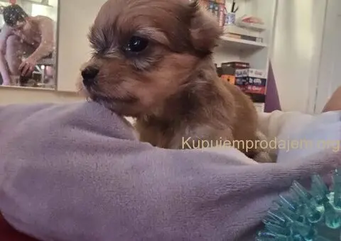 Havanski bišon štenci - 8/10