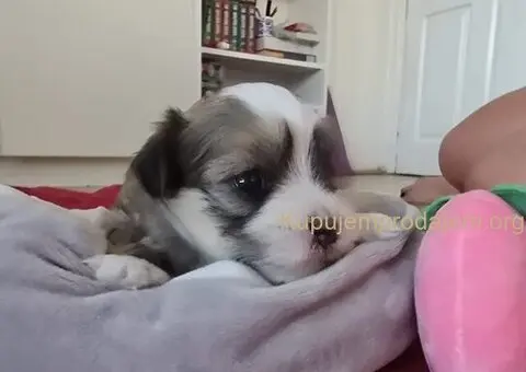 Havanski bišon štenci - 9/10