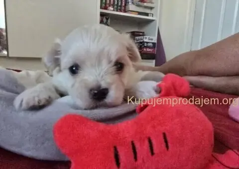 Havanski bišon štenci - 10/10