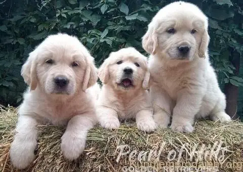 Zlatni retriver PRELEPI štenci - 1/14