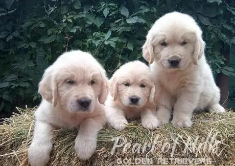 Zlatni retriver PRELEPI štenci - 2/14