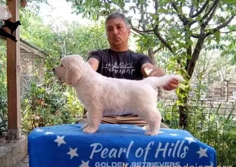 Zlatni retriver PRELEPI štenci - 3/14