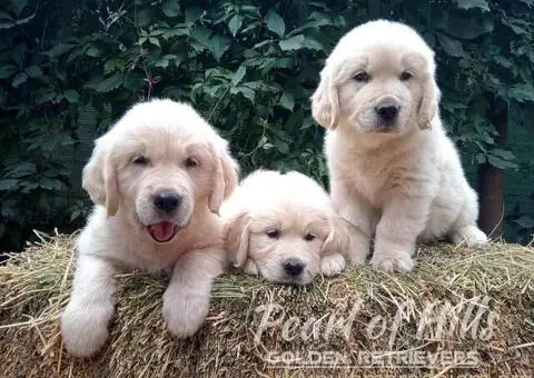 Zlatni retriver PRELEPI štenci - 4/14