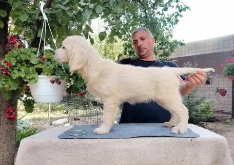 Zlatni retriver PRELEPI štenci - 5/14