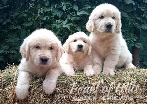 Zlatni retriver PRELEPI štenci - 6/14