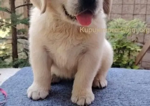 Zlatni retriver PRELEPI štenci - 7/14