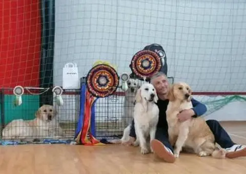 Zlatni retriver PRELEPI štenci - 8/14