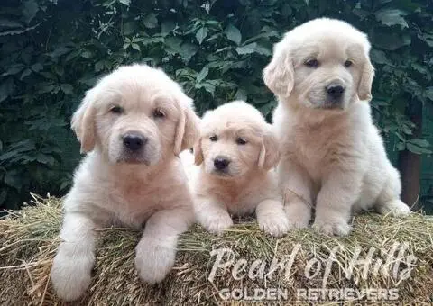 Zlatni retriver PRELEPI štenci - 9/14