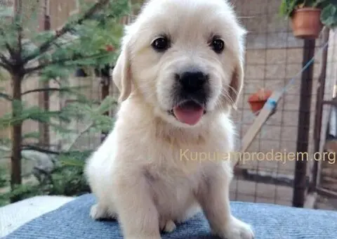 Zlatni retriver PRELEPI štenci - 10/14