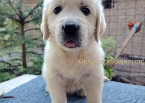 Zlatni retriver PRELEPI štenci - 11/14