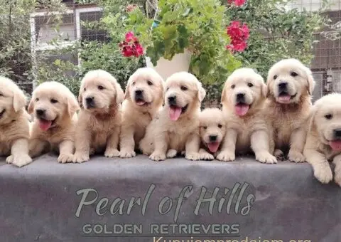 Zlatni retriver PRELEPI štenci - 12/14