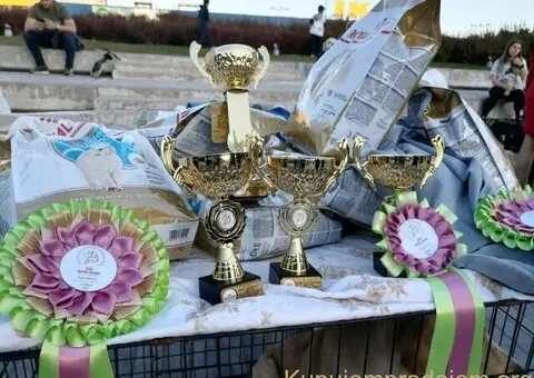 Zlatni retriver PRELEPI štenci - 13/14