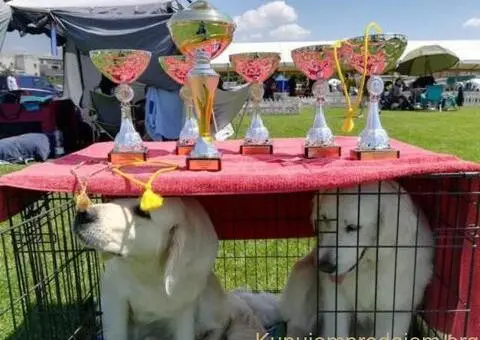 Zlatni retriver PRELEPI štenci - 14/14