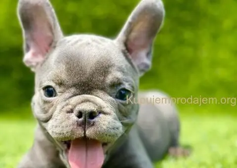 Francuski buldog plavi štenci - 5/11