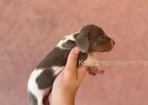 Jazavicar prelepi stenci - 1/14