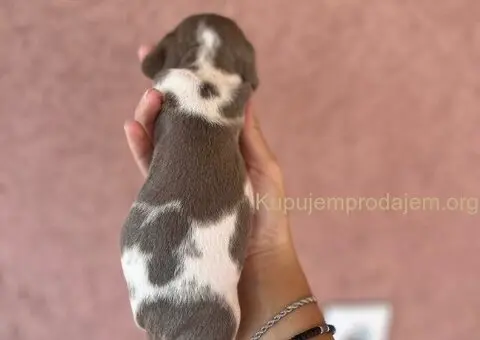 Jazavicar prelepi stenci - 2/14