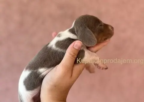 Jazavicar prelepi stenci - 3/14