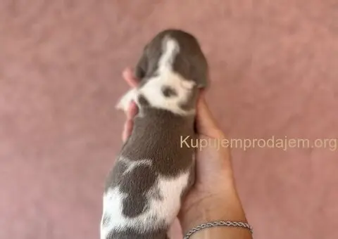 Jazavicar prelepi stenci - 4/14