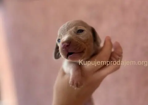 Jazavicar prelepi stenci - 5/14