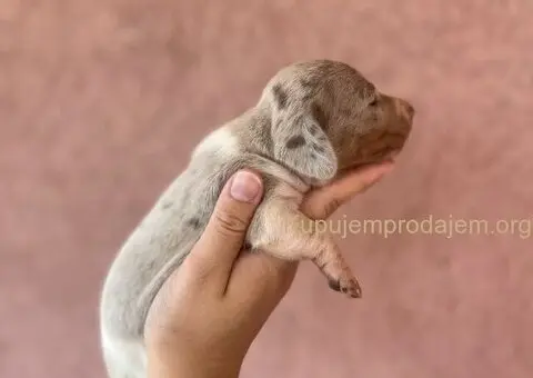 Jazavicar prelepi stenci - 6/14