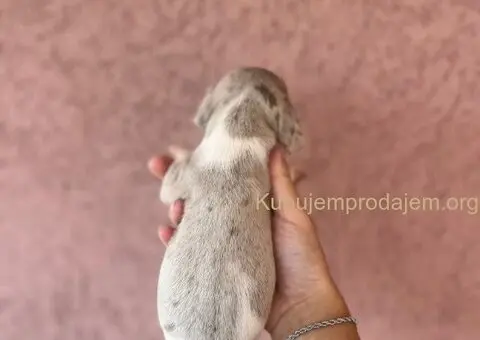 Jazavicar prelepi stenci - 7/14