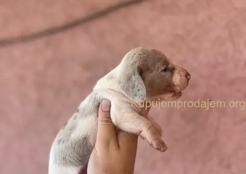 Jazavicar prelepi stenci - 8/14