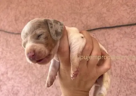 Jazavicar prelepi stenci - 9/14