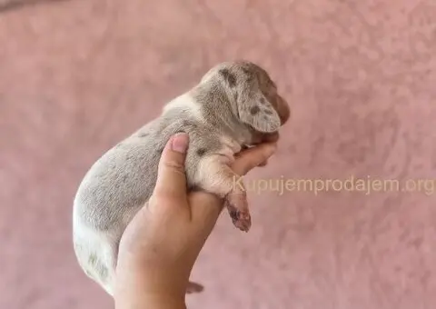 Jazavicar prelepi stenci - 10/14