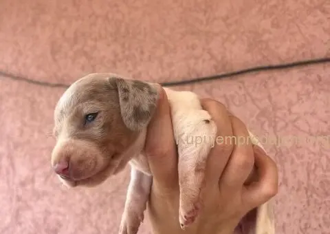 Jazavicar prelepi stenci - 11/14