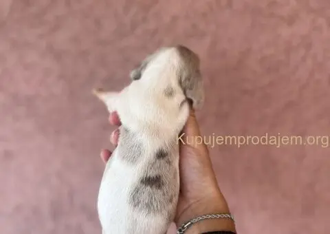 Jazavicar prelepi stenci - 12/14