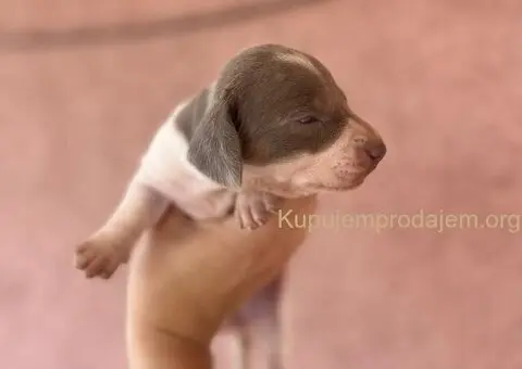 Jazavicar prelepi stenci - 13/14