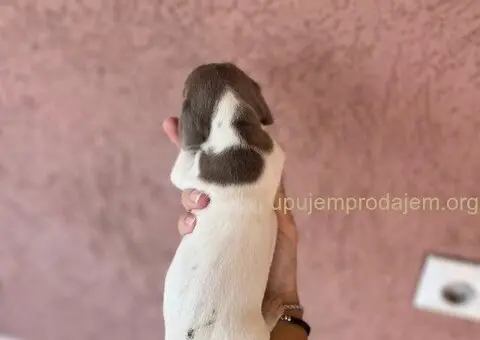 Jazavicar prelepi stenci - 14/14