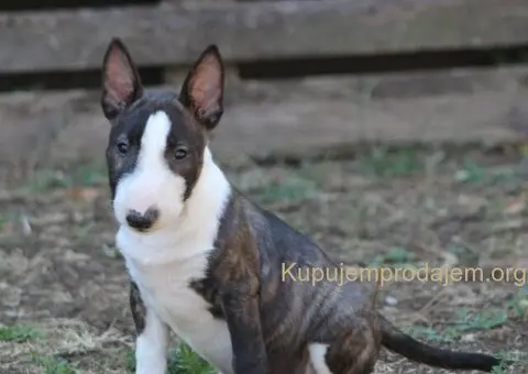 Mini Bull Terijer prelepi štenci - 1/11