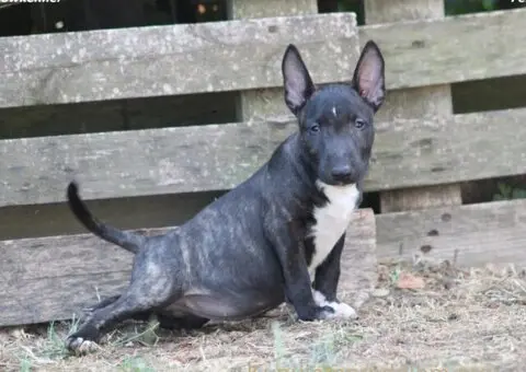 Mini Bull Terijer prelepi štenci - 5/11