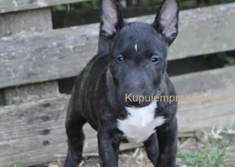 Mini Bull Terijer prelepi štenci - 7/11