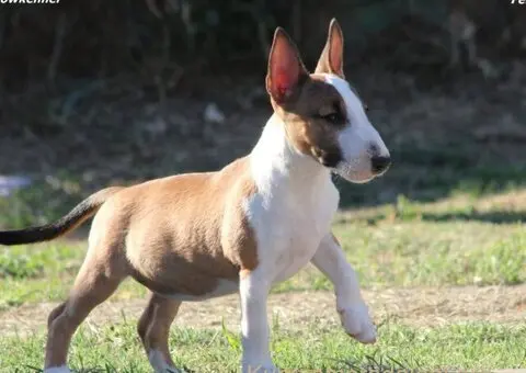 Mini Bull Terijer prelepi štenci - 8/11