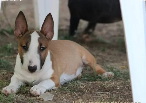 Mini Bull Terijer prelepi štenci - 9/11