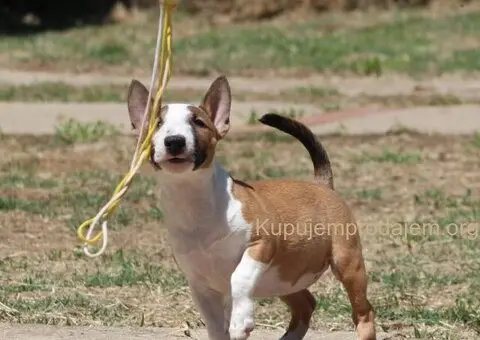 Mini Bull Terijer prelepi štenci - 10/11