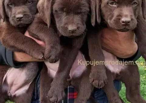 Na prodaju, čokoladni labradori, vrhunskog kvaliteta