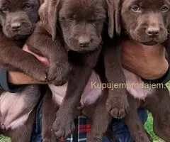 Na prodaju, čokoladni labradori, vrhunskog kvaliteta