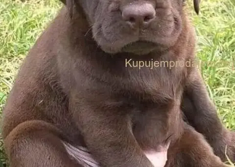 Na prodaju, čokoladni labradori, vrhunskog kvaliteta - 2/2