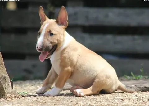 Mini Bull Terijer prelepi štenci - 1/12