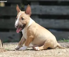 Mini Bull Terijer prelepi štenci