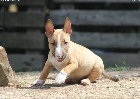 Mini Bull Terijer prelepi štenci - 2/12