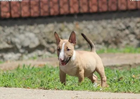 Mini Bull Terijer prelepi štenci - 3/12
