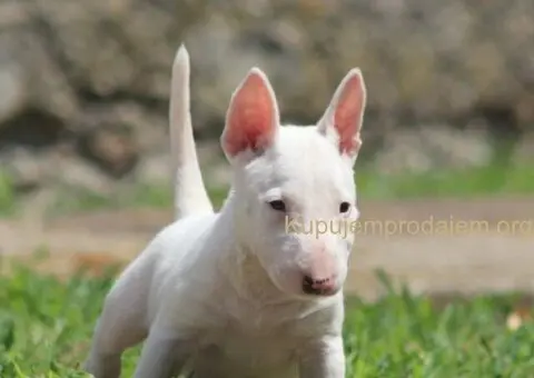 Mini Bull Terijer prelepi štenci - 4/12