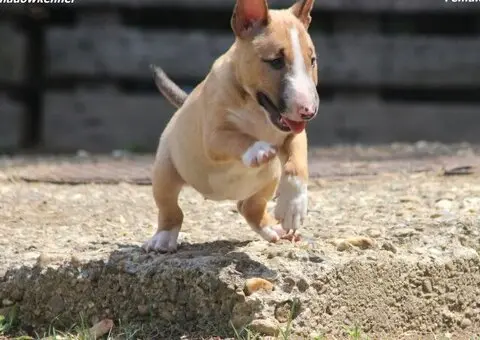 Mini Bull Terijer prelepi štenci - 6/12