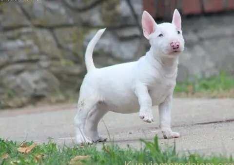 Mini Bull Terijer prelepi štenci - 8/12