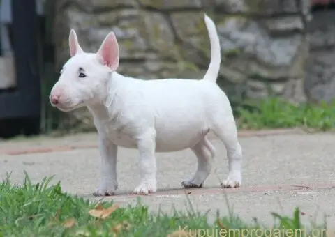 Mini Bull Terijer prelepi štenci - 9/12